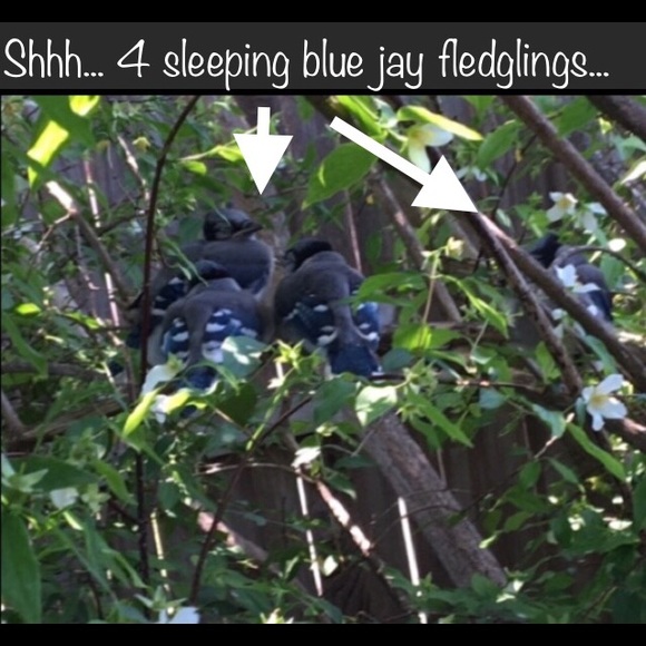 Yesteryear Memories of Blue Jays in my Garden... - Picture 2 of 5